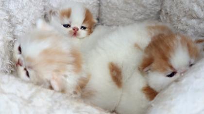 Exotic Shorthair und Perserkätzchen