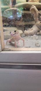 Terrarium mit Leopardengeckos