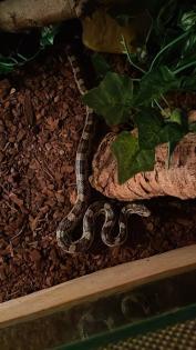 Kornnatter Pärchen abzugeben