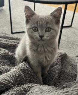 BKH Kitten Blue Katzenbaby grau