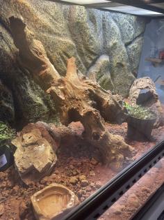 Exo Terra Terrarium Komplett ausgestattet