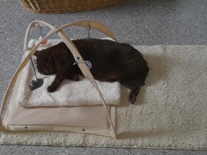 Katzenpension Eisenlauer