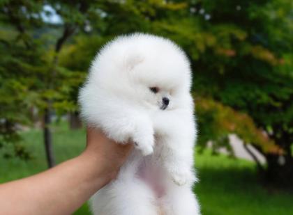 Szpic Pomeranian Welpen