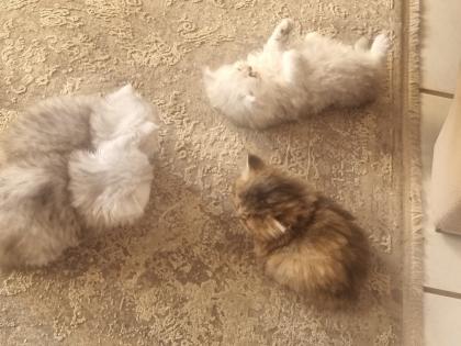 Perser Hauskatzen zum verkaufen