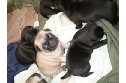 Schöne Reinrassige Mopsbabys schwarze and Beige