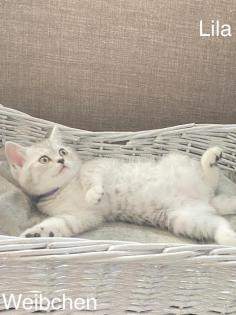 BKH-Silver/Golden Tabby Kitten suchen neues zuhause