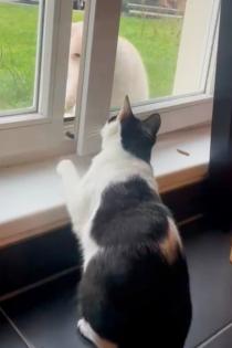 Snoopy Kater mit Charakter Charme sucht Traumzuhause