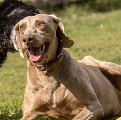 Zeus. aktiver, verträglicher Hundemann