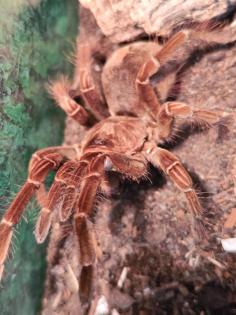 Theraphosa Stirmi, Weibchen, kl 8cm
