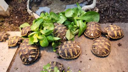 Griechische Landschildkröten 2021/2022 aus naturnaher Zucht