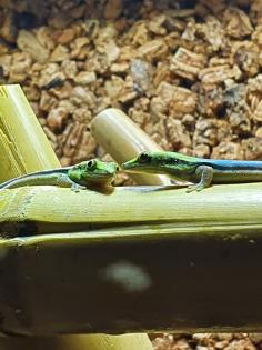 Phelsuma Klemmeri Taggeck mit Terrarium und Technik