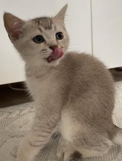 Bkh Kitten ab Sofort nur noch 1 Junge