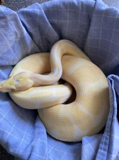 2 Königspythons inkl. Terrarien u. Zubehör abzugeben