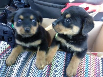 2 süsse rottweilerwelpen DRINGEND ABZUGEBEN