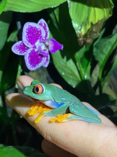 Rotaugenlaubfrosch Weibchen