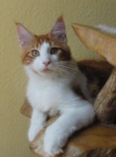 Wunderschöne Maine Coon Babys abzugeben