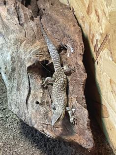 Kerngesunder Stachelschwanzwaran geschlüpft am 7. 7. 2023 zu verkaufen. Art Varanus Acanthurus