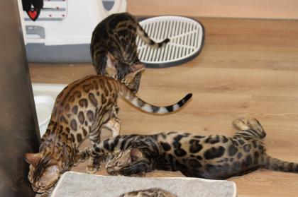Bengall Katze Benjamin super Charakter