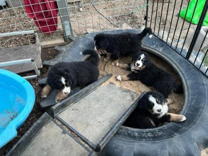 Berner Sennenhund Welpen suchen noch ein Zuhause