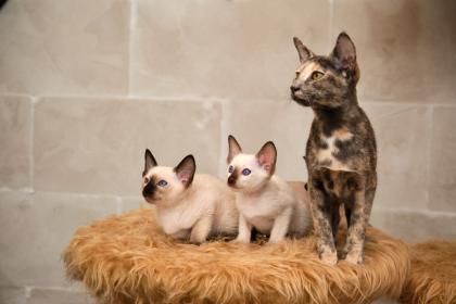 Siamkitten von unserer THAIMAHAL ENGEL in den Farben seal point und chocolate point