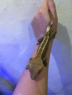 Crested Gecko / Kronengecko Pinstripe abzugeben