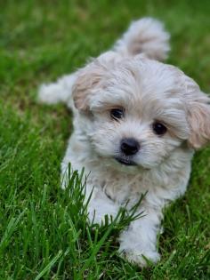 Süße Maltipoo Welpen