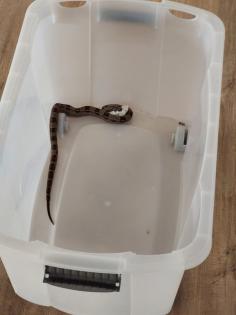 Boa Constrictor Imperator Motley