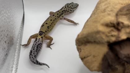 Leopardgecko 1. 13. 16