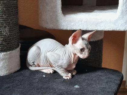 Don Sphynx Kitten abgabebereit