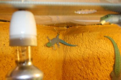 0, 0, 1 Phelsuma Standingi