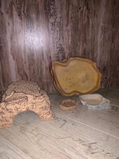 Bartagame mit Terrarium und Zubehör