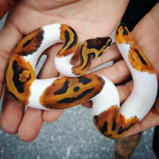 Verkaufe meine 1. 1 Piebald KönigsPython