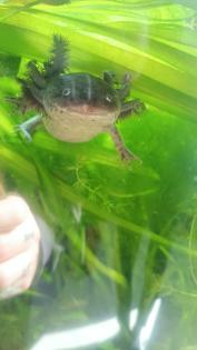Axolotl kostenlos abzugeben
