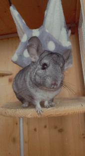 Zahme Chinchilla mit Käfig und Zubehör