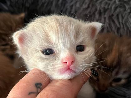Superschnuckelige Ragdoll Kitten mit Stammbaum