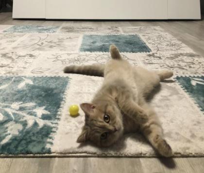 BKH Deckkater Reinrassig