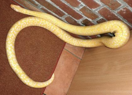 Granit-Albino-Tigerpython