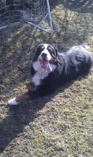 Berner Sennenhund in freundliche Familie abzugeben