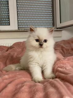 Perser Kitten