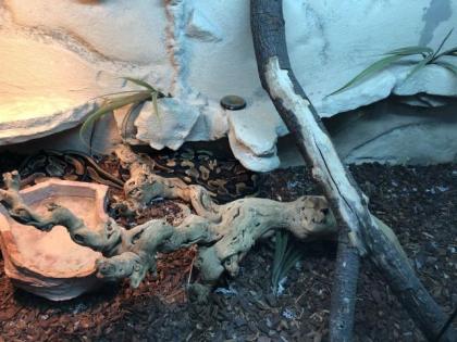 2 mal Königsphyton mit Terrarium