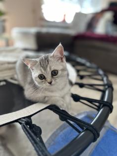 BKH Kitten Abgabebereit