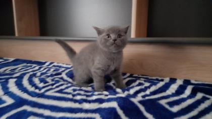Britisch kurzhaar beby kitten 4 monate