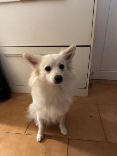 Deutscher Spitz W 14Monate alt. Gut erzogen