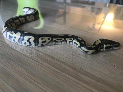 Pastel Granite HDGW Enchi Fader het. Piebald female 2 python regius