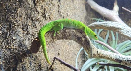Madagaskar Taggecko inkl. Terrarium