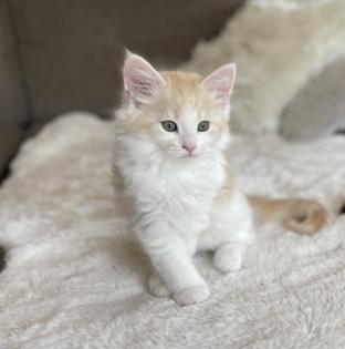 Kitten-Norwegische Waldkater Kitten