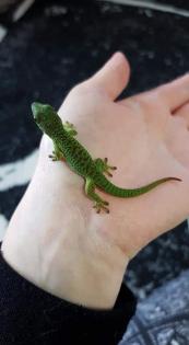 Madagaskar Taggeckos