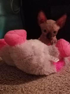 Canadian Sphynx Kitten