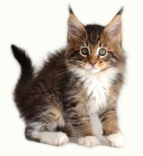 Maine Coon Kitten Träume