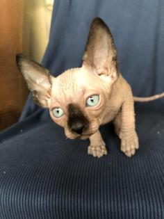 Sphynx Kätzchen